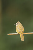 Image. Flavescent Bulbul
