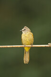 Image. Flavescent Bulbul