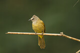 Image. Flavescent Bulbul