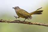 Image. Flavescent Bulbul
