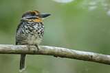 Image. Fleckenfaulvogel