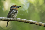 Image. Fleckenfaulvogel