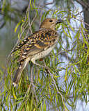 Image. Fleckenlaubenvogel