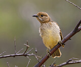 Image. Fleckenlaubenvogel