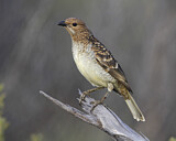 Image. Fleckenlaubenvogel