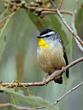 Image. Fleckenpanthervogel