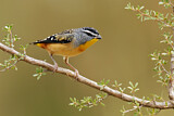 Image. Fleckenpanthervogel
