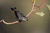 Image. Fleckenpanthervogel