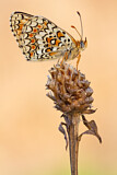 Image. Flockenblumen-Scheckenfalter
