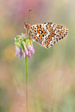 Image. Flockenblumen-Scheckenfalter