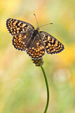 Image. Flockenblumen-Scheckenfalter
