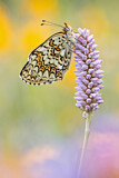 Image. Flockenblumen-Scheckenfalter