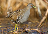 Image. Flußsumpfhuhn