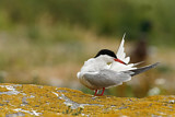 Image. Flussseeschwalbe