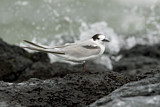 Image. Flussseeschwalbe