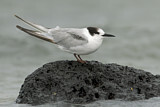 Image. Flussseeschwalbe