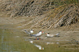Image. Flussseeschwalbe