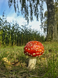Image. Fly agaric
