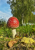 Image. Fly agaric