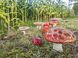 Image. Fly agaric