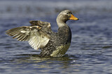Image. Flying Steamer Duck