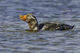 Image. Flying Steamer Duck