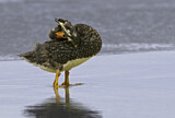 Image. Flying Steamer Duck