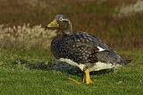 Image. Flying Steamer Duck