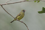 Image. Forest Canary
