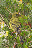 Image. Forest Canary