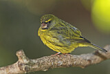 Image. Forest Canary