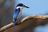 Image. Forest Kingfisher
