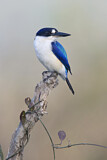 Image. Forest Kingfisher