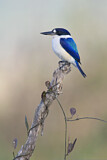 Image. Forest Kingfisher