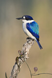 Image. Forest Kingfisher