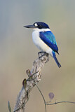 Image. Forest Kingfisher
