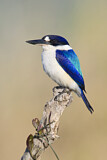 Image. Forest Kingfisher