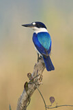 Image. Forest Kingfisher
