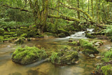 Image. Forest Stream