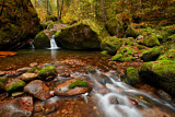 Image. Forest Stream