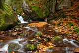 Image. Forest Stream
