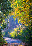 Image. Forest Trail in Indian Summer