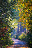 Image. Forest Trail in Indian Summer