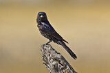 Image. Fork-tailed Drongo