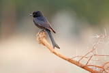 Image. Fork-tailed Drongo