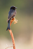 Image. Fork-tailed Drongo