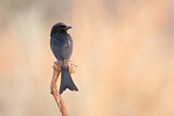 Image. Fork-tailed Drongo