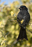 Image. Fork-tailed Drongo