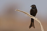 Image. Fork-tailed Drongo