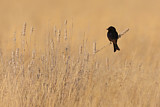 Image. Fork-tailed Drongo